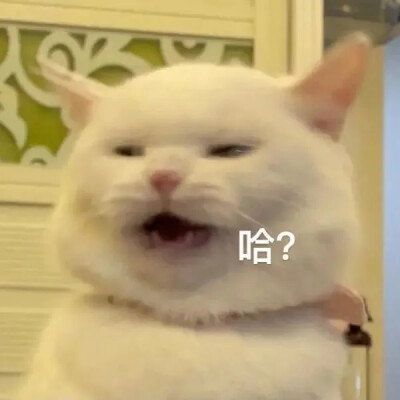 猫猫表情包