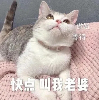 猫猫表情包