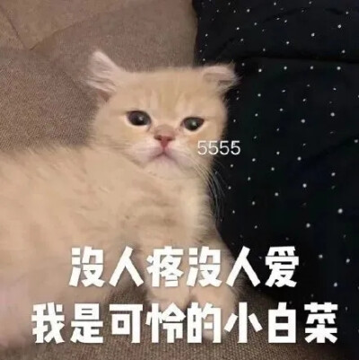 猫猫表情包