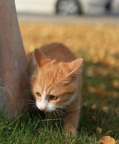 躲猫猫的猫猫