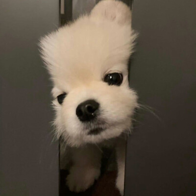 小狗