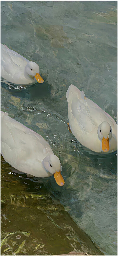 animals