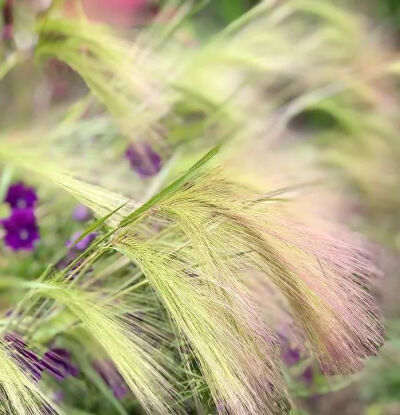 芒颖大麦草对北方的朋友们来说比较熟悉，是麦田里的主要杂草之一，路边也有生长。 它和小麦是近亲，长相也有相似之处。穗状花序让其从一众杂草中脱颖而出，绿色之中带着紫色，长度可达10cm。