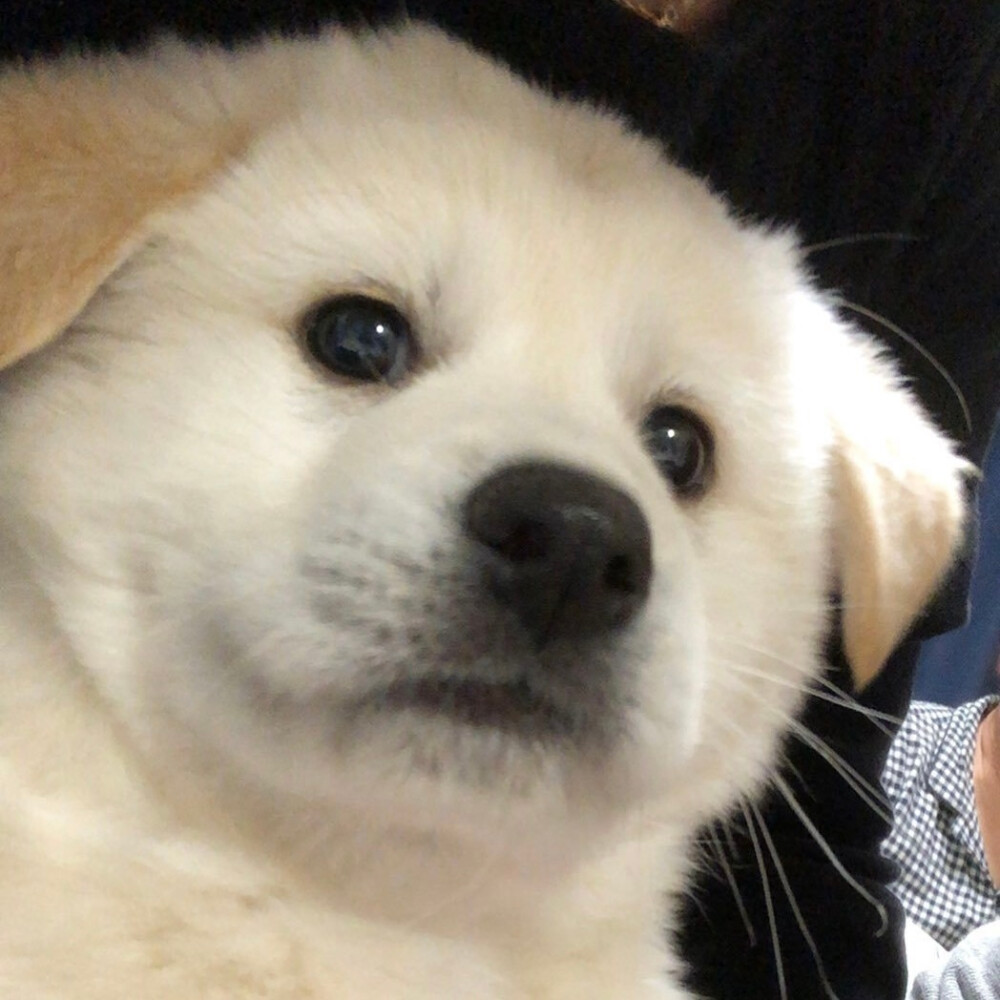 狗狗头像
