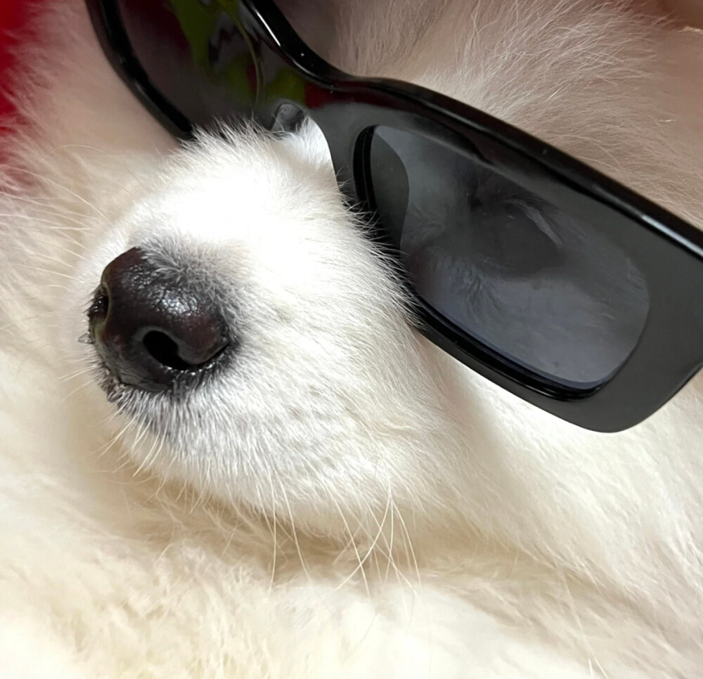 狗狗头像

