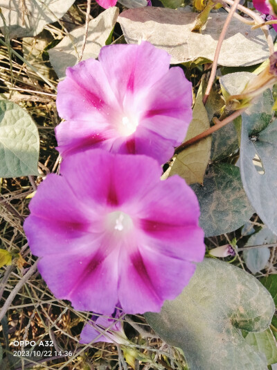 牵牛花