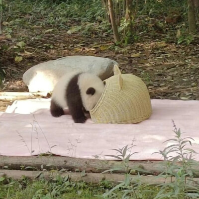 小可爱大熊猫 壁纸 头像