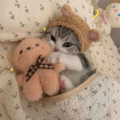 猫猫