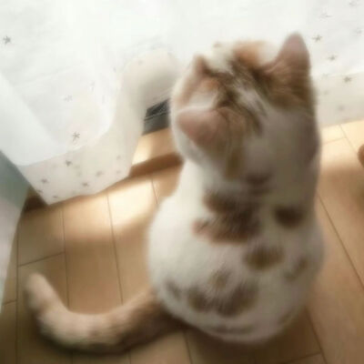 猫猫