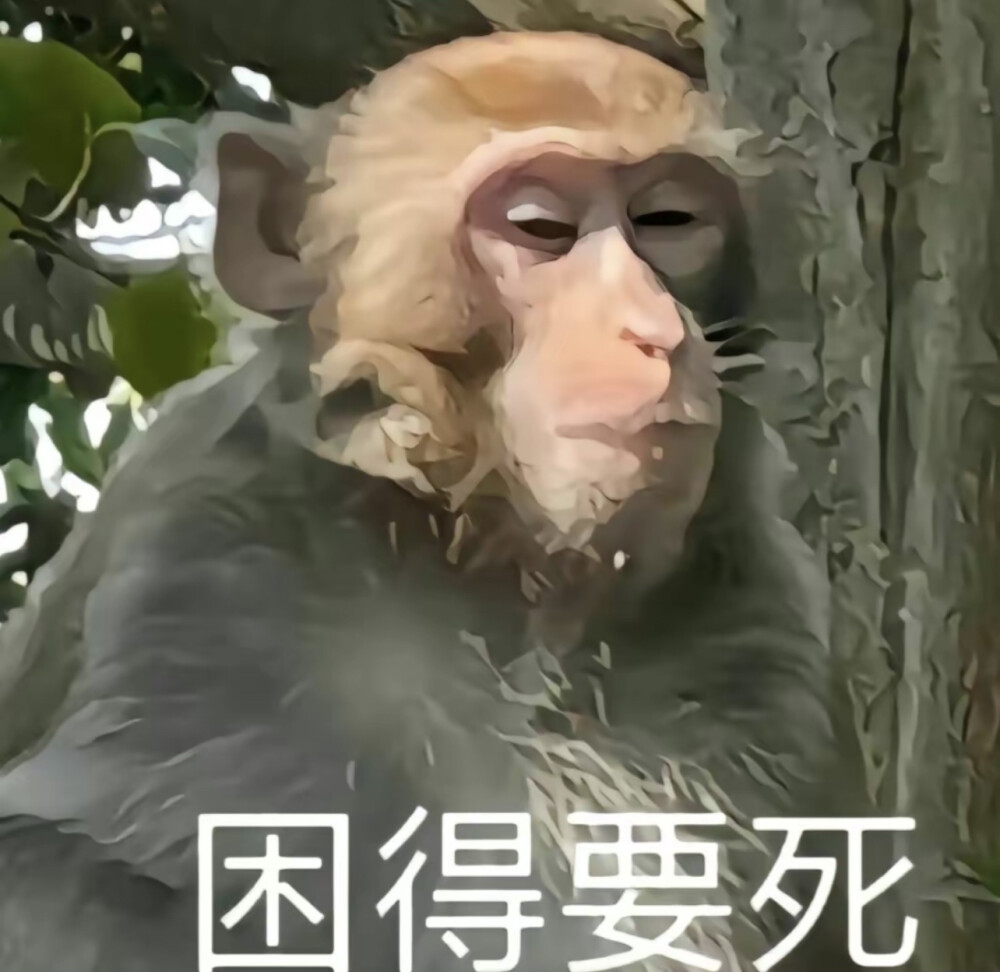 马喽