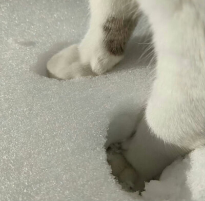 paw