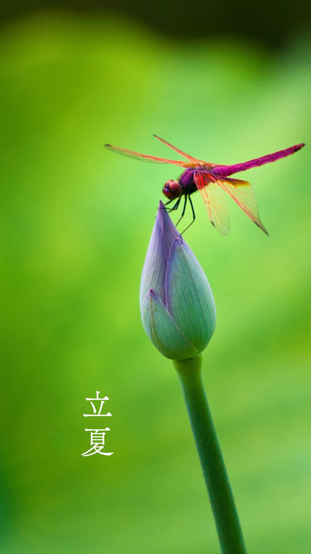 二十四节气