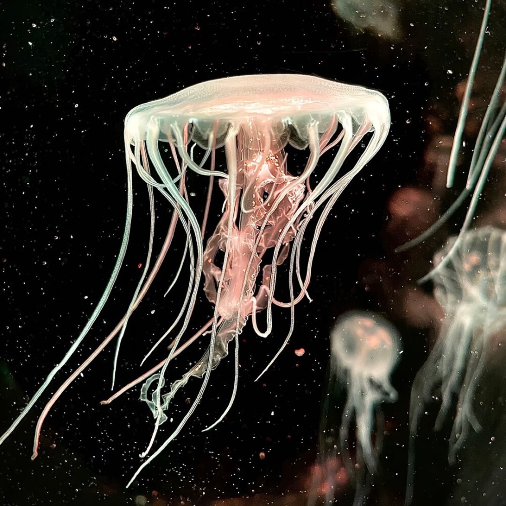 背景｜文案
在心里种花，人生才不会荒芜。