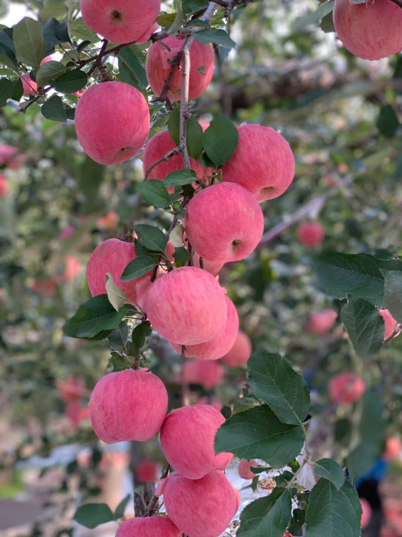 苹果树