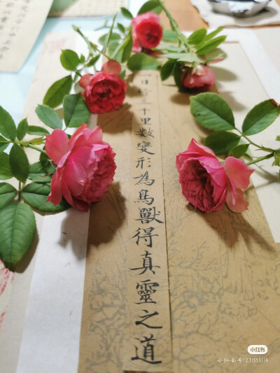 鲜花书法