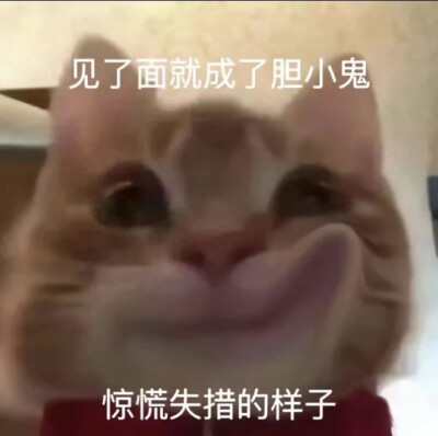 歪嘴猫