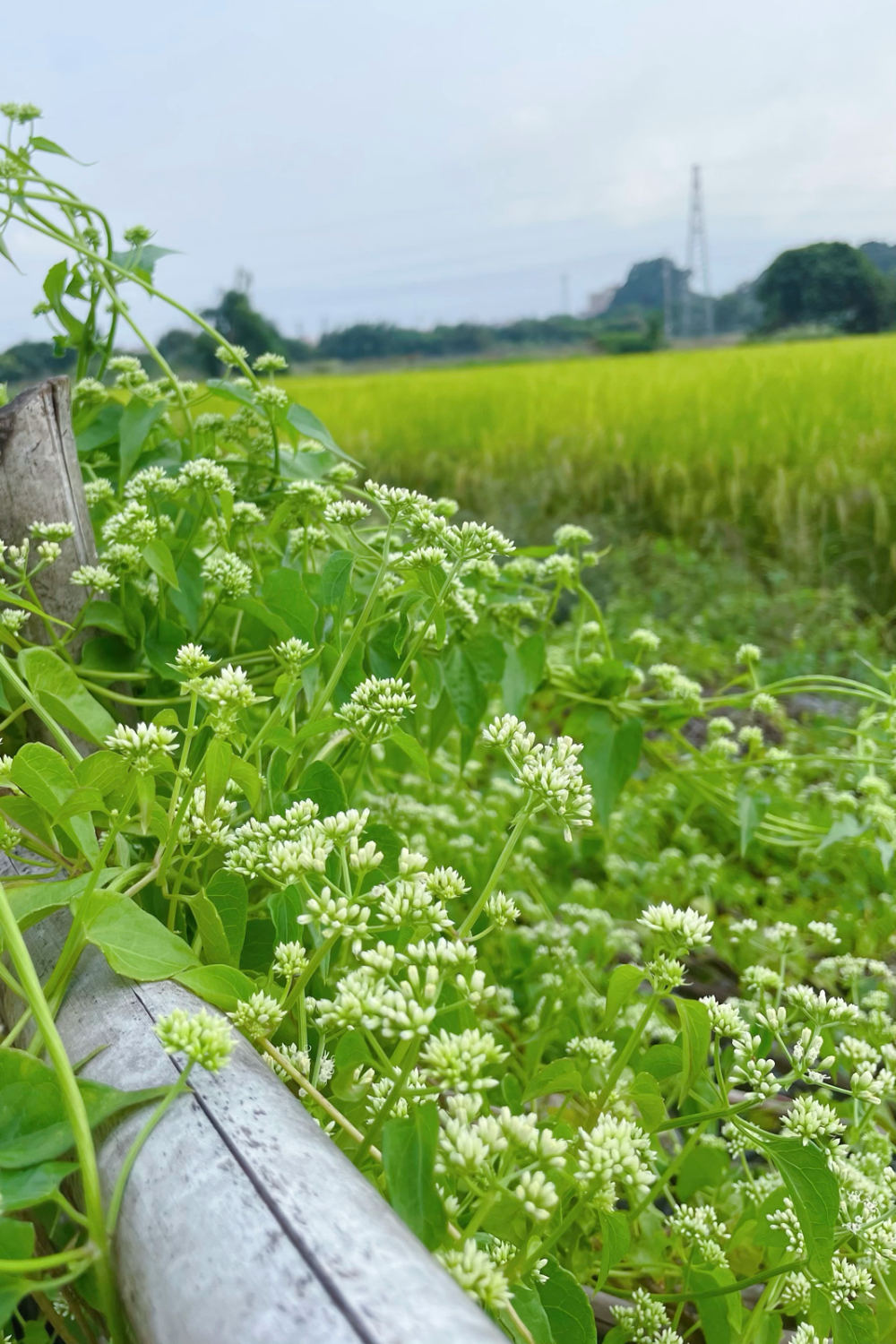 微甘菊