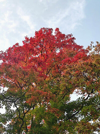 2023年10月末西安赏秋游