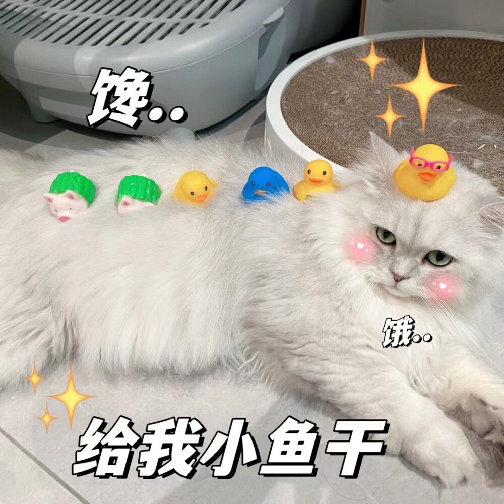 猫咪 头像