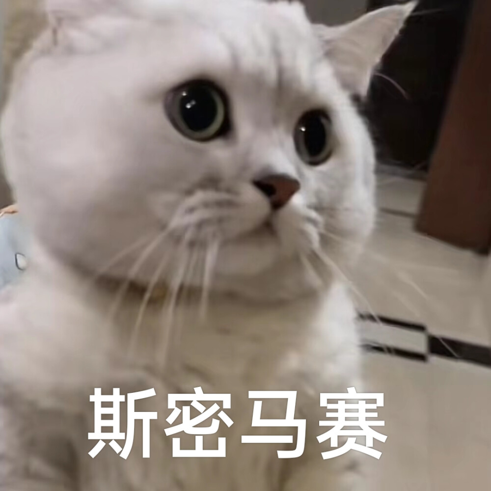 猫咪表情