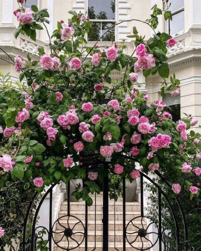 英国首都伦敦街头。花已经差不多淹没了街边的建筑，遮盖了本来的样子。不过这些花确实也阻碍了视线，保护了隐私。钢筋水泥的房屋，在视觉上也被这些鲜花所软化。