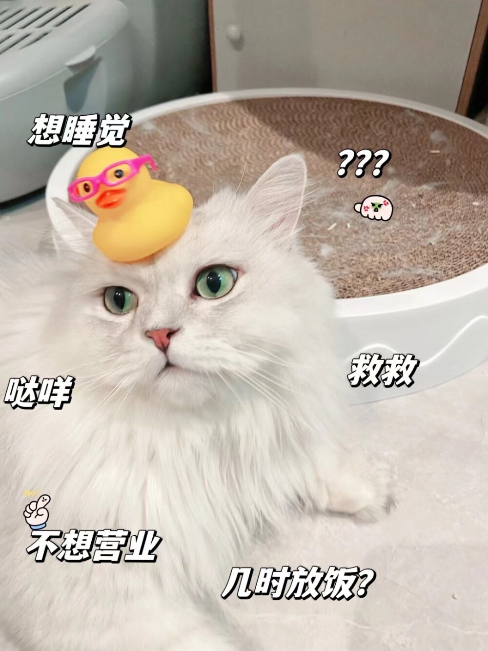 猫咪 头像