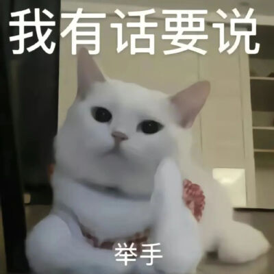 猫猫表情包