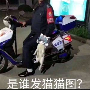 柴郡表情包