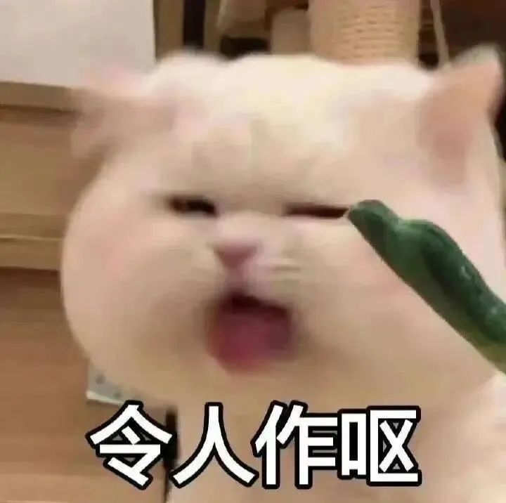 猫猫表情包