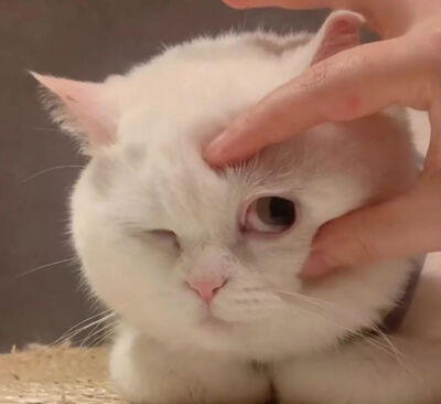 猫猫表情包