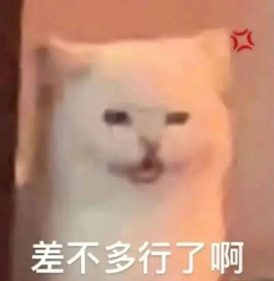 猫猫表情包