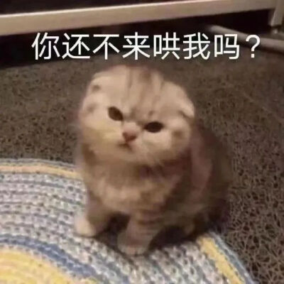 猫猫表情包