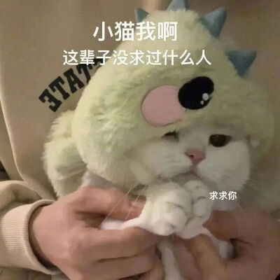 猫猫表情包