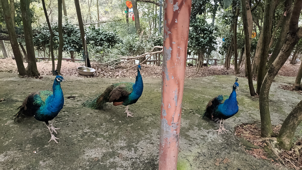 庐山西海欣赏美丽的孔雀！