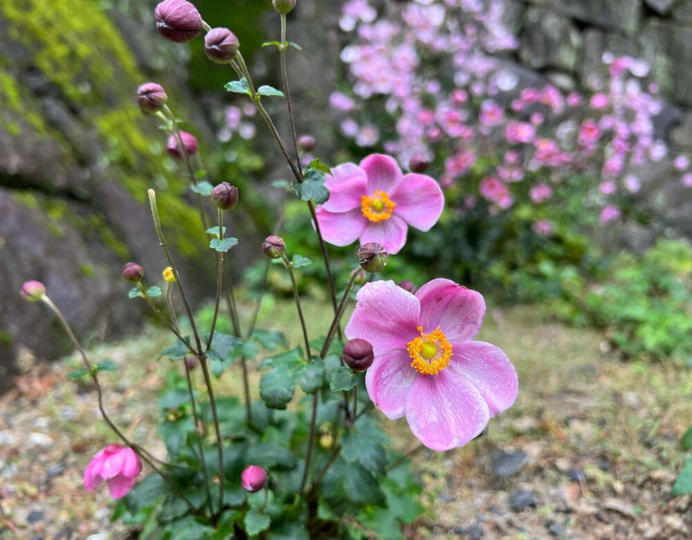 秋明菊