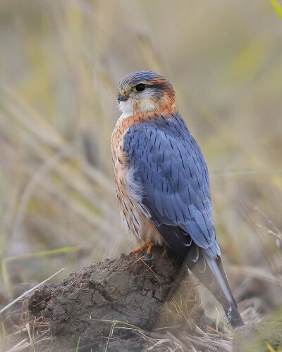 红隼 kestrel コチョウゲンボウ 