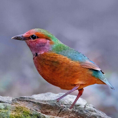 蓝背八色鸫 Blue-rumped Pitta 