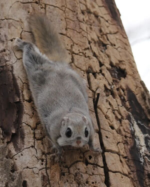 北海道 虾夷小鼯鼠 ezo flying squirrel エゾモモンガ 蝦夷鼯鼠