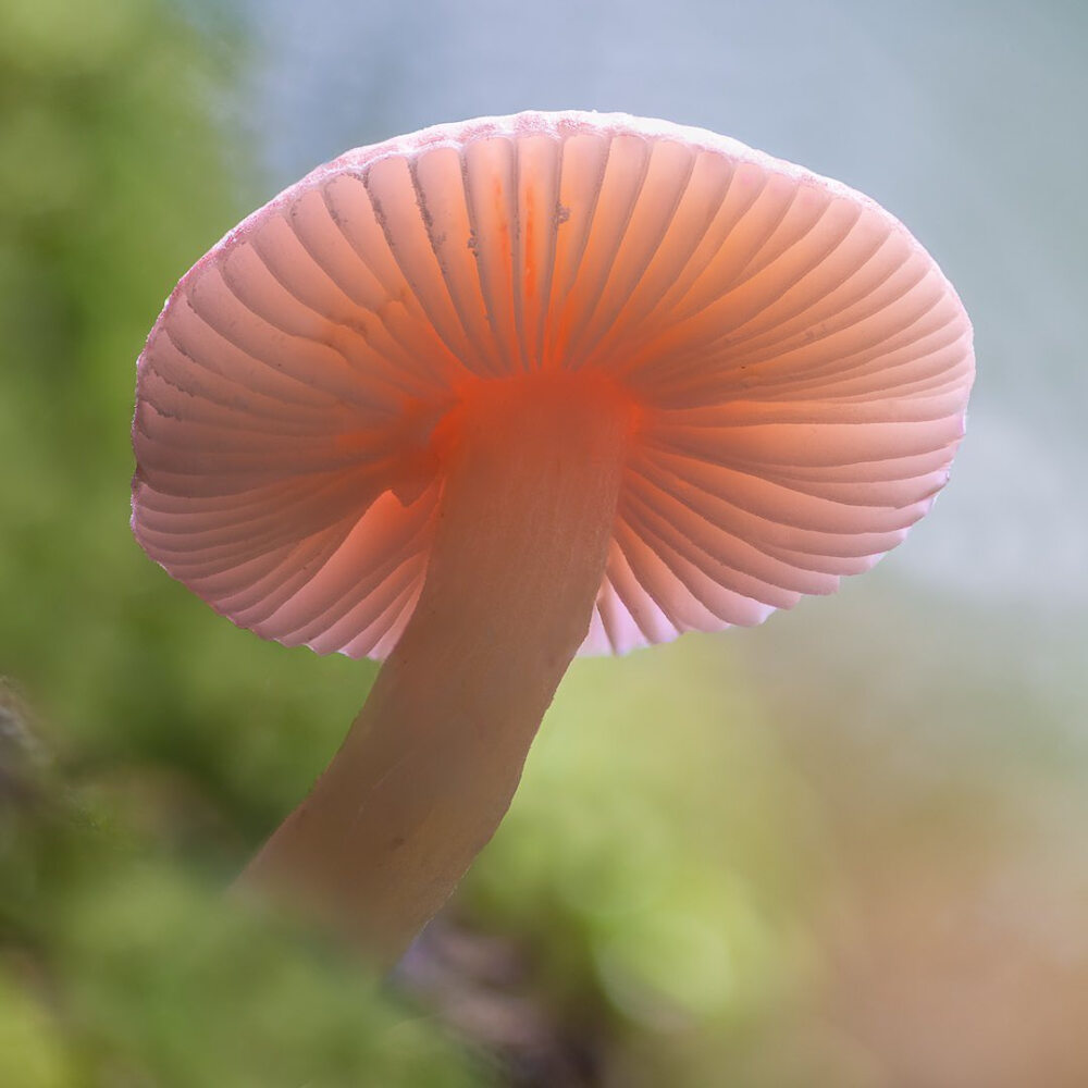 红菇 Russula persanguinea