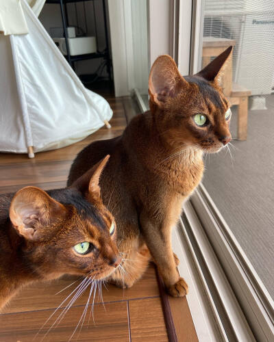 阿比西尼亚猫 鳥 来た abyssinian