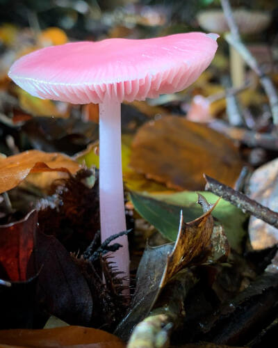 粉红 蘑菇 红菇 