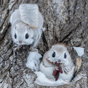 北海道 虾夷小鼯鼠 ezo flying squirrel エゾモモンガ 蝦夷鼯鼠