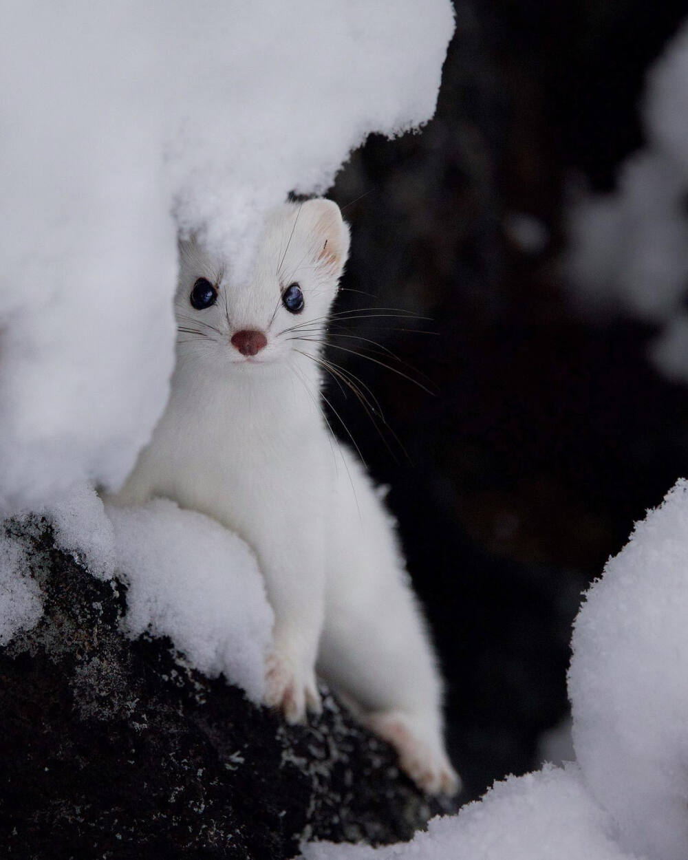 北海道 虾夷白鼬 エゾオコジョ 伊佐白鼬 ezo Stoat 可愛い山の妖精ですが歴としたハンターでした