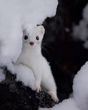 北海道 虾夷白鼬 エゾオコジョ  伊佐白鼬 ezo Stoat  可愛い山の妖精ですが歴としたハンターでした