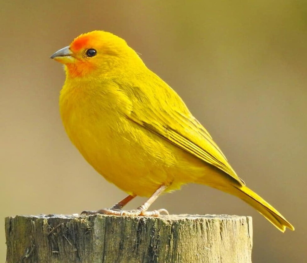 橙黄雀鹀 Saffron Finch 学名Sicalis flave… - 高清图片，堆糖，美图壁纸兴趣社区