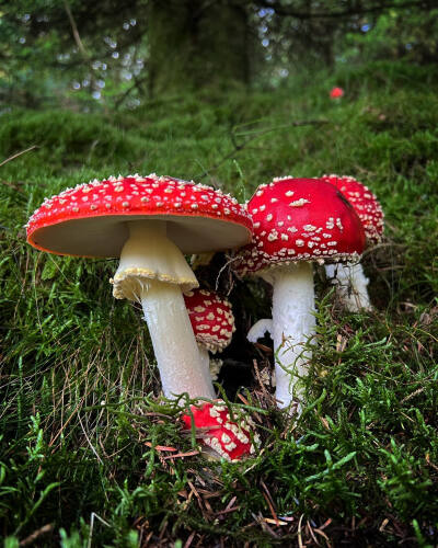 毒蝇鹅膏菌 Amanita Muscaria