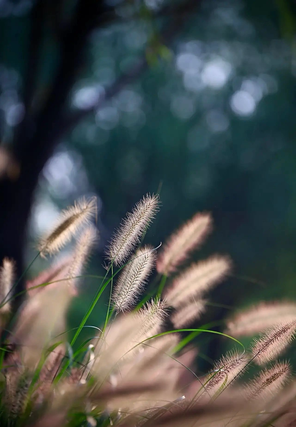 狗尾巴草