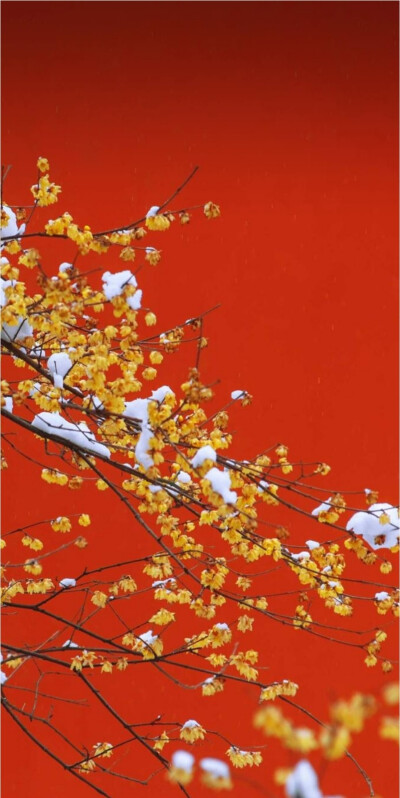 壁纸