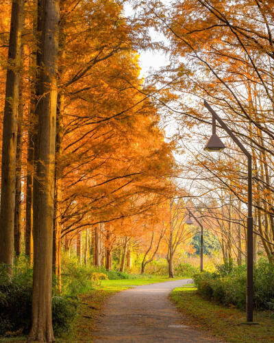 日本 東京 水元公園 メタセコイア並木 Metasequoia 水杉