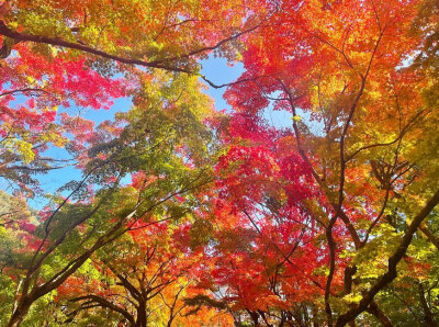 日本 大分県 湯布院 由布院 金鱗湖 yufuin 